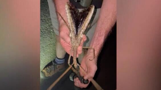 На севере Австралии нашли самое тяжелое насекомое в стране