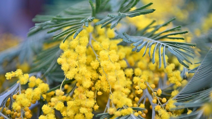 В Россию из Абхазии в феврале ввезли 2,7 тонны мимозы