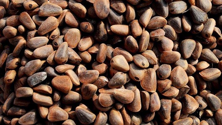 В РСХБ оценили потенциал рынка дикоросов в ДФО